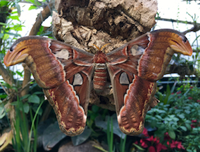Butterfly AZ